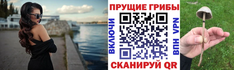 Купить где  Болохово  Псилоцибиновые грибы Psilocybe 